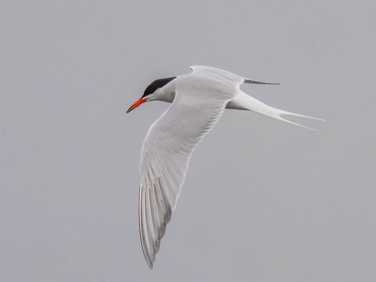 Common Tern - ML618168227