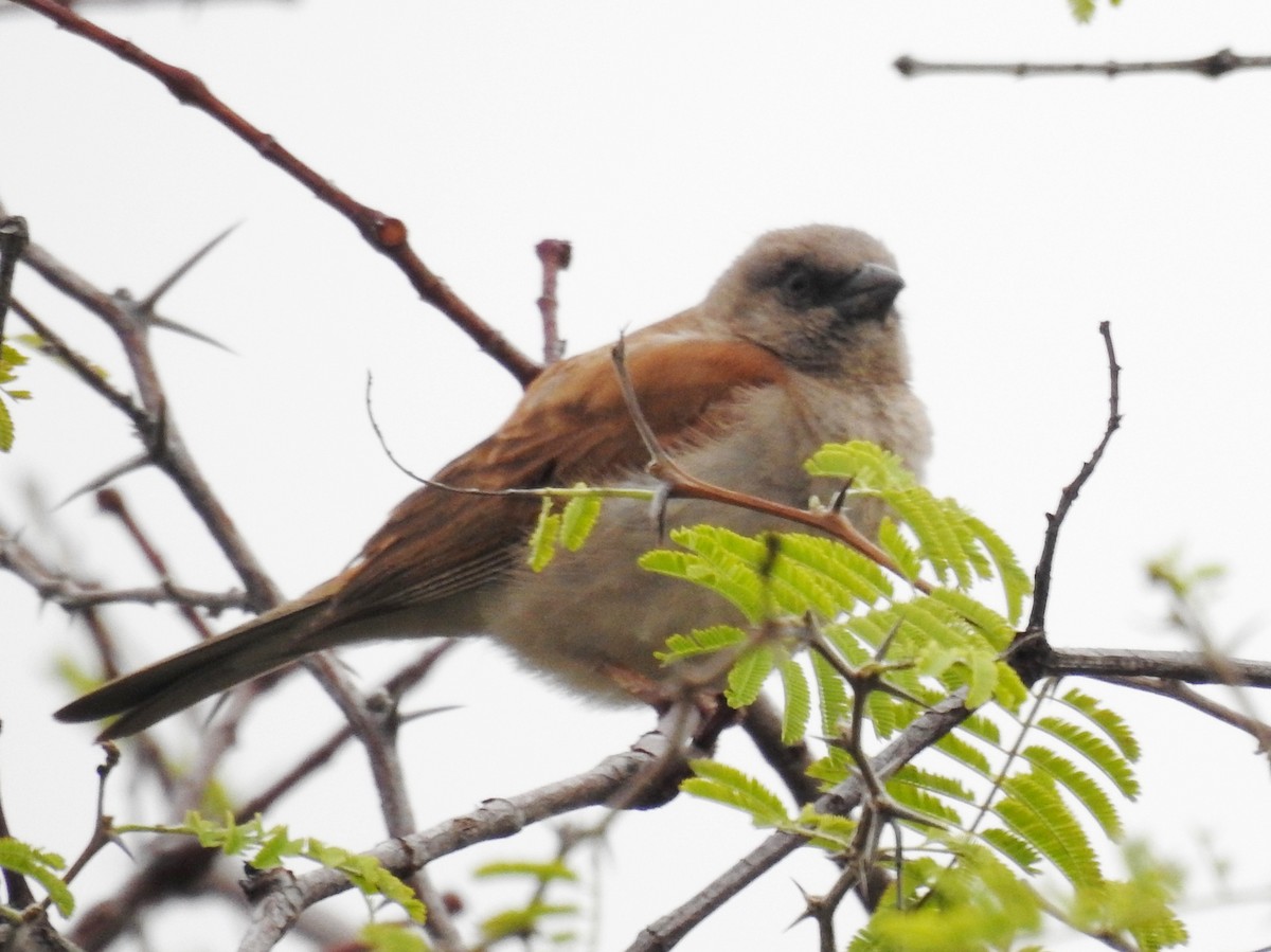 Southern Gray-headed Sparrow - ML618168254