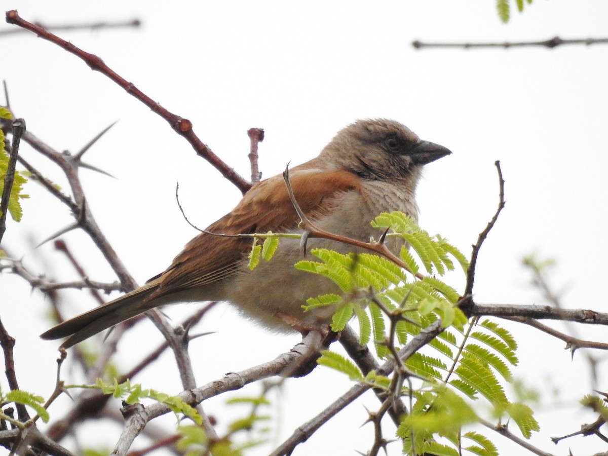 Southern Gray-headed Sparrow - ML618168256