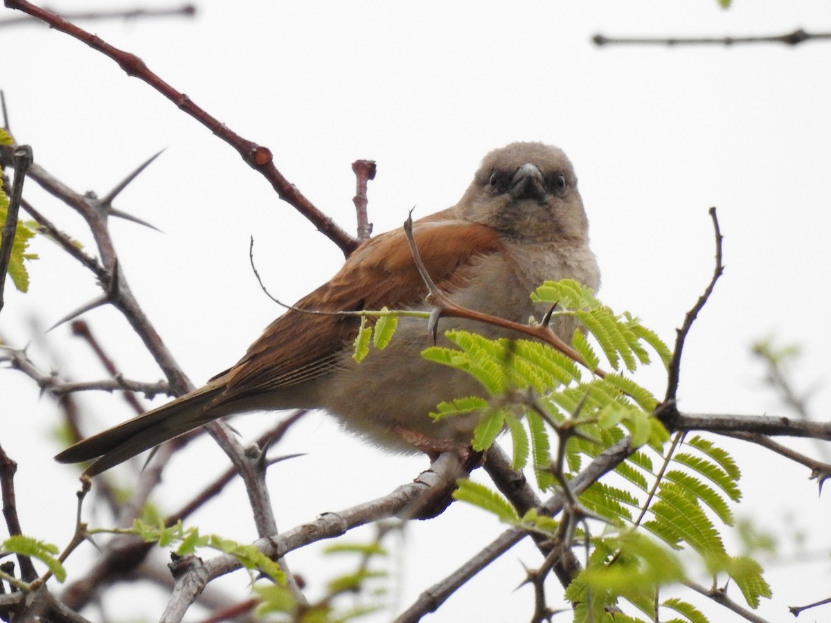 Southern Gray-headed Sparrow - ML618168257