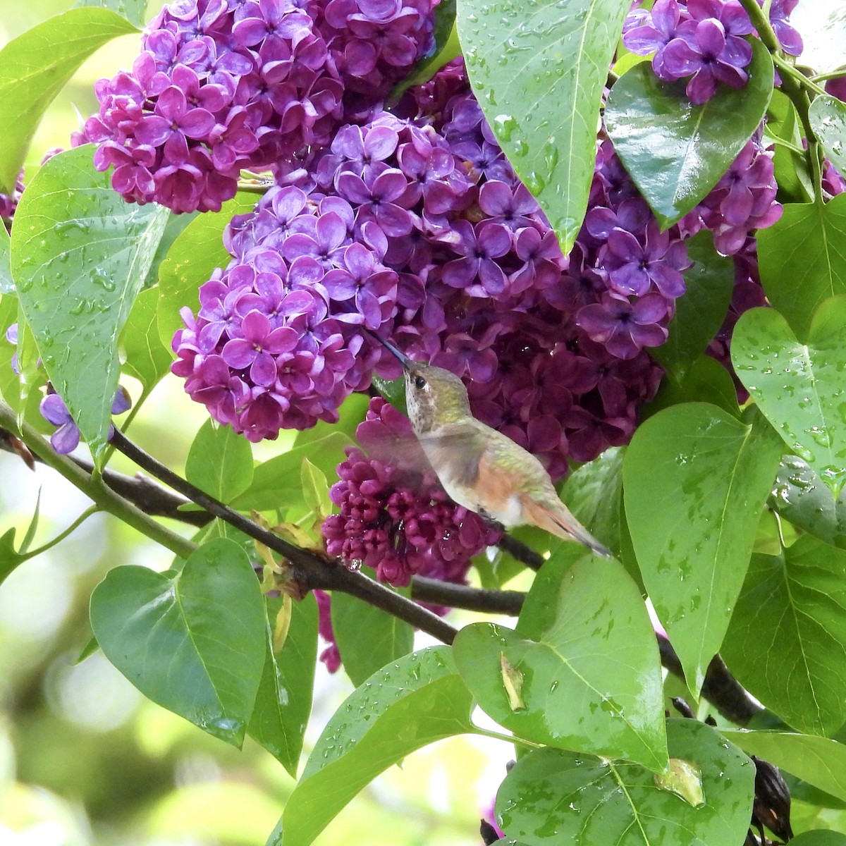 Rufous Hummingbird - Lalla Pudewell