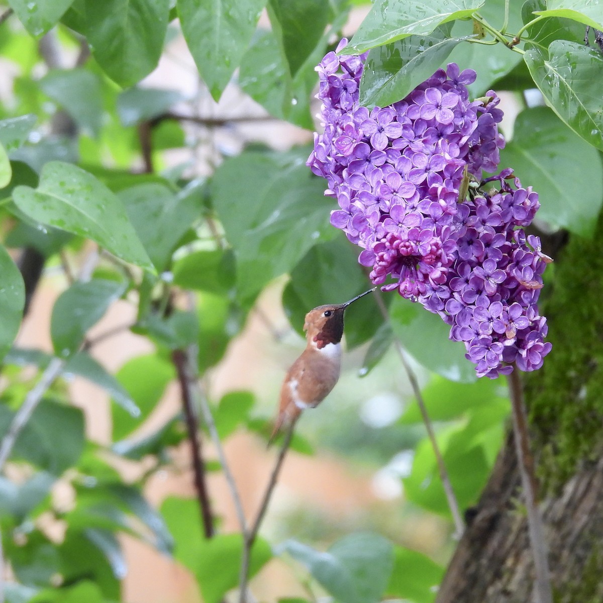 Rufous Hummingbird - Lalla Pudewell
