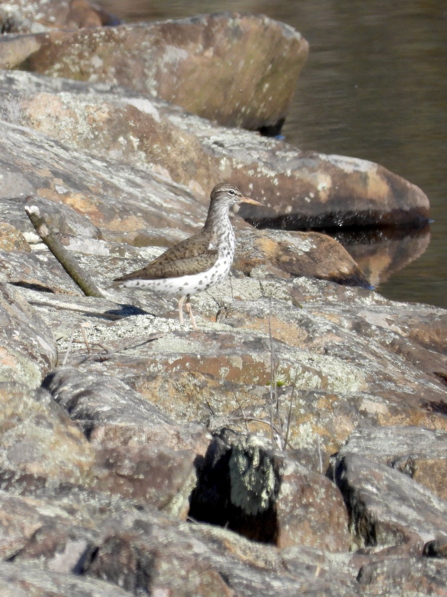 Spotted Sandpiper - Tracy Mosebey
