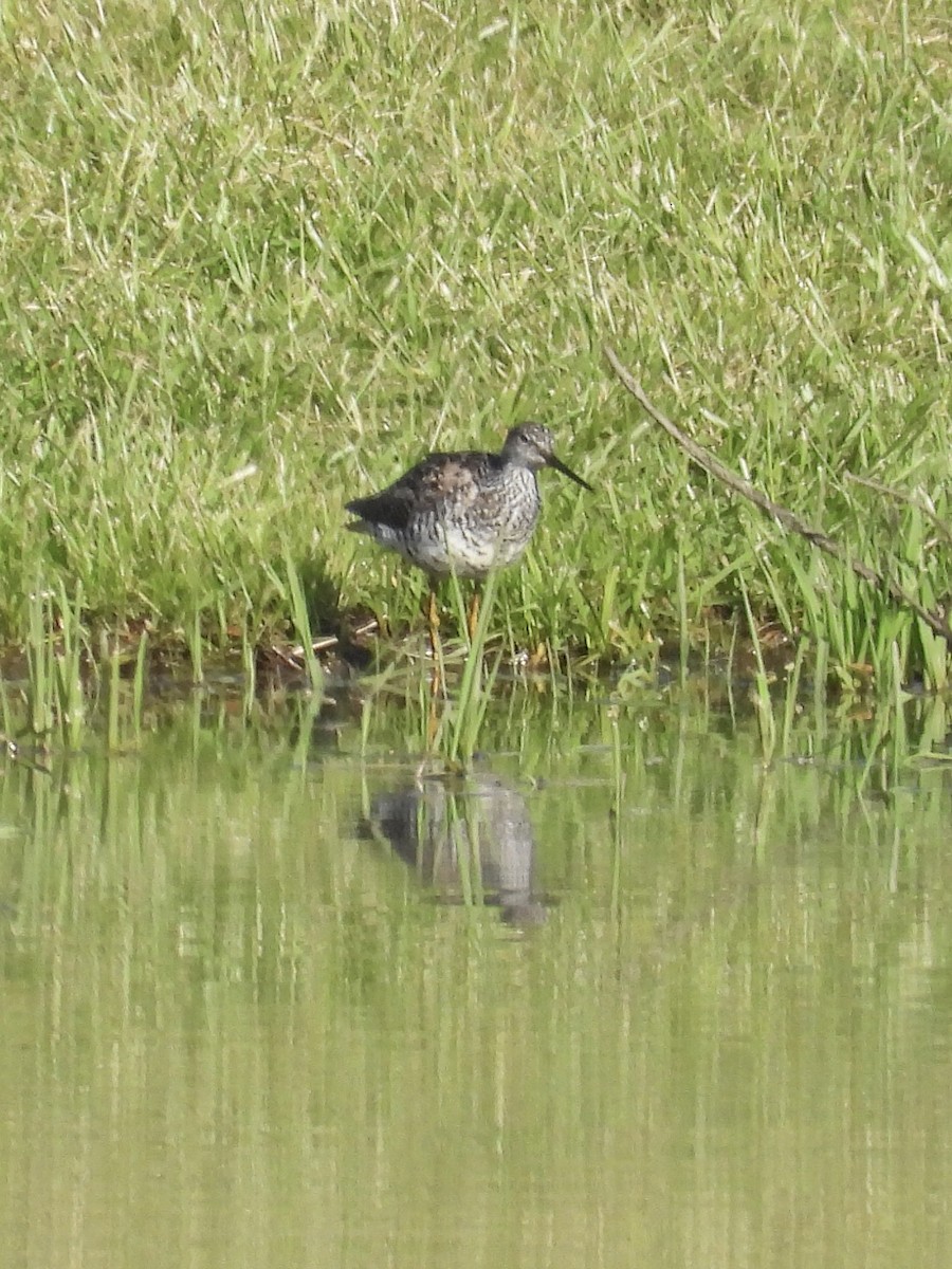 Greater Yellowlegs - Tracy Mosebey