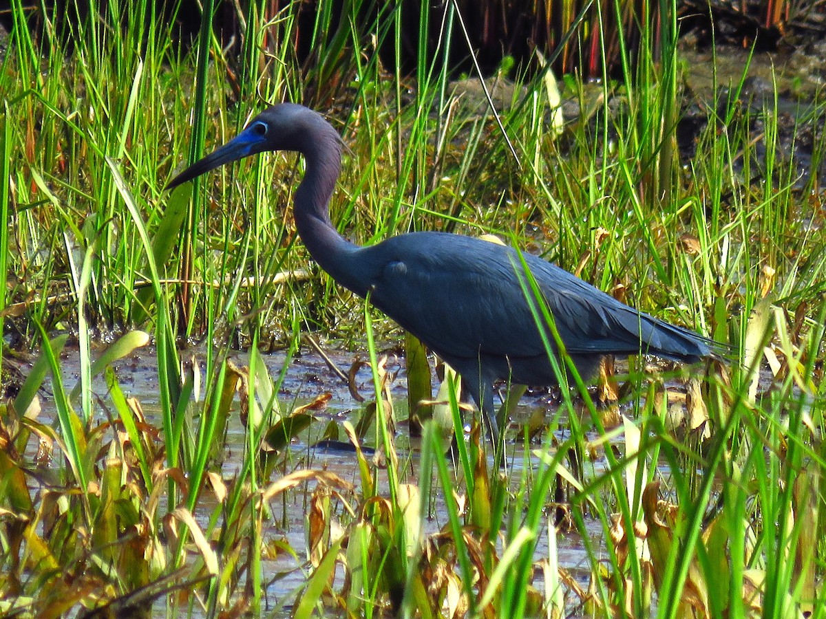 eBird Checklist - 8 Apr 2024 - Red Slough WMA - 42 species