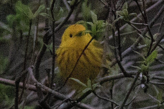 Yellow Warbler (Northern) - ML618168329