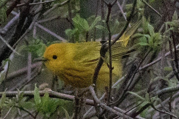 Yellow Warbler (Northern) - David Brown