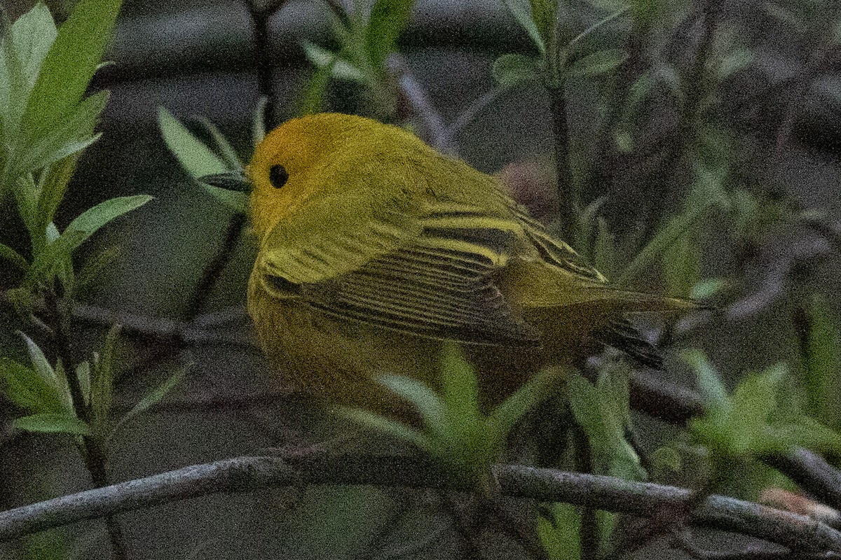 Yellow Warbler (Northern) - David Brown