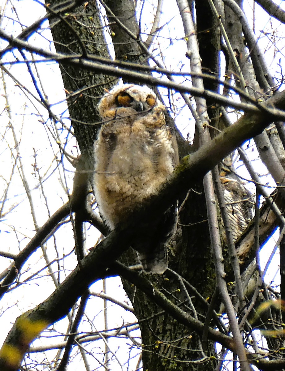 Great Horned Owl - Daniel Alain Dagenais