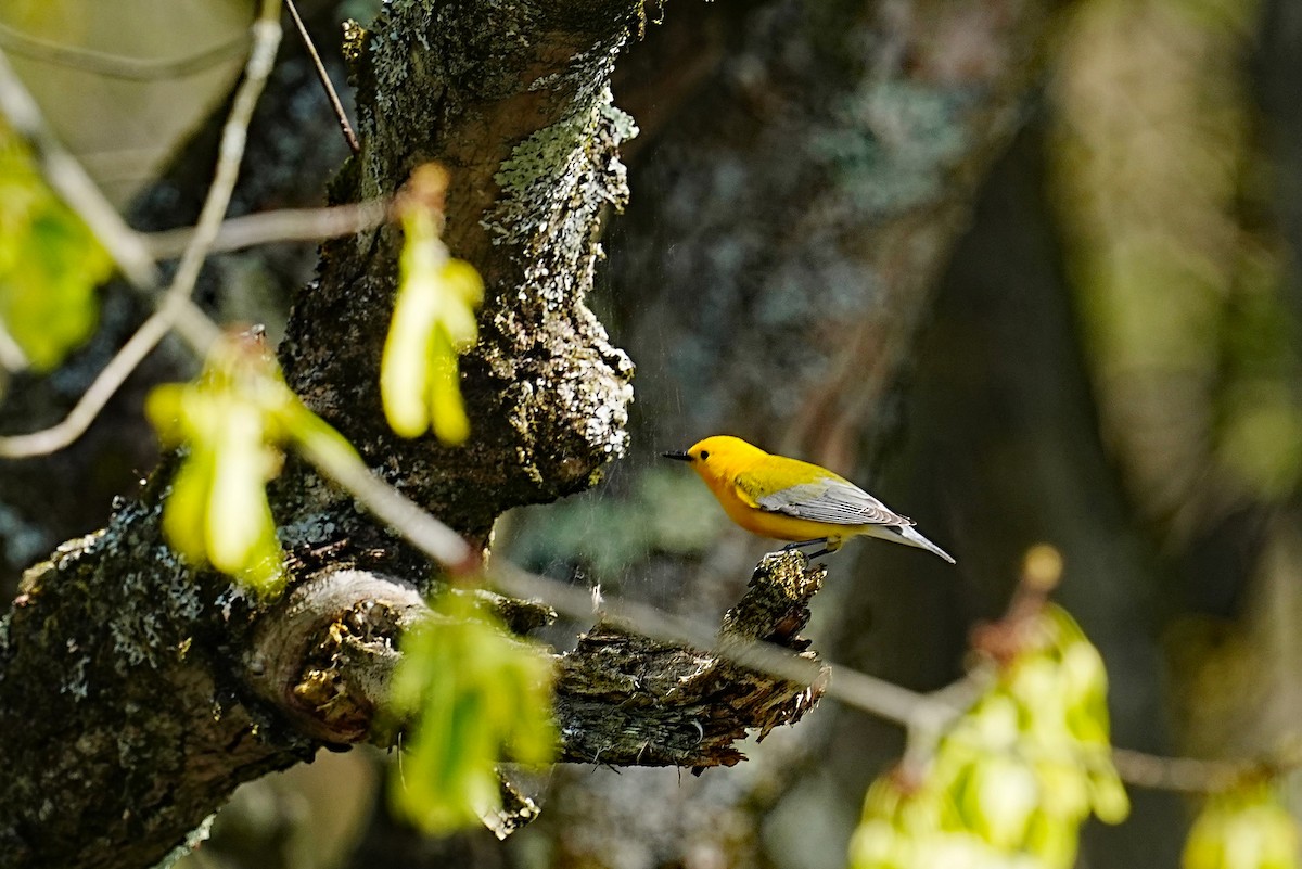 Prothonotary Warbler - ML618168362