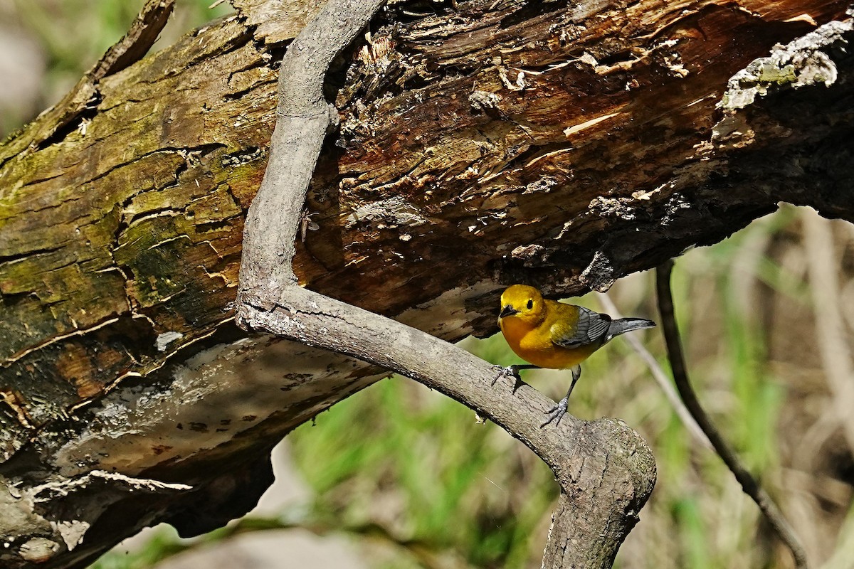 Prothonotary Warbler - ML618168363