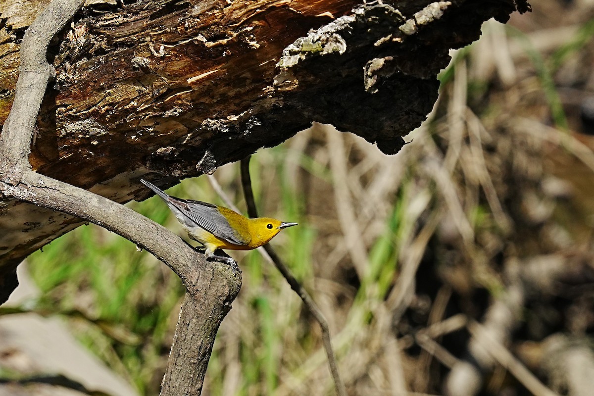 Prothonotary Warbler - leonard blass