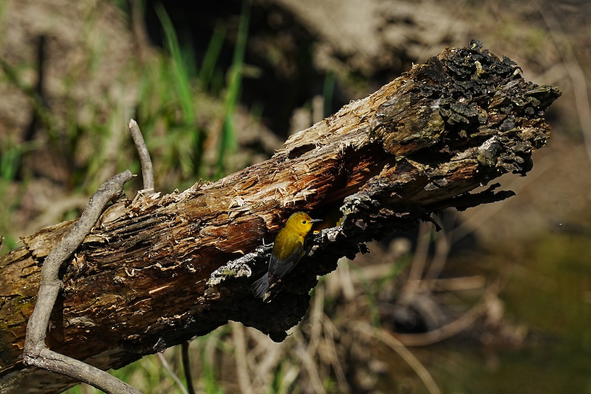 Prothonotary Warbler - leonard blass