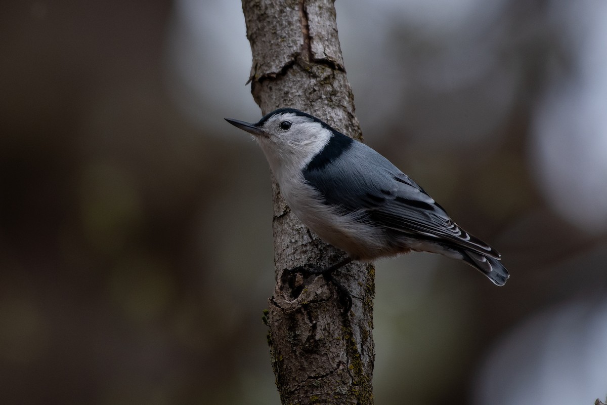White-breasted Nuthatch - ML618168366