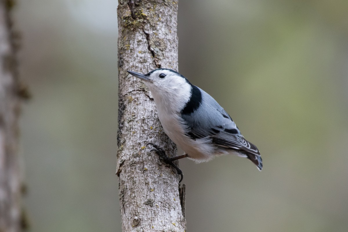 White-breasted Nuthatch - Isaac Boardman