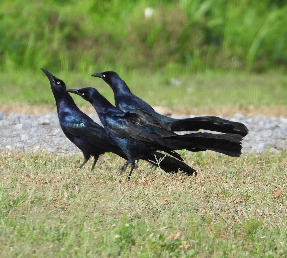 Great-tailed Grackle - ML618168382