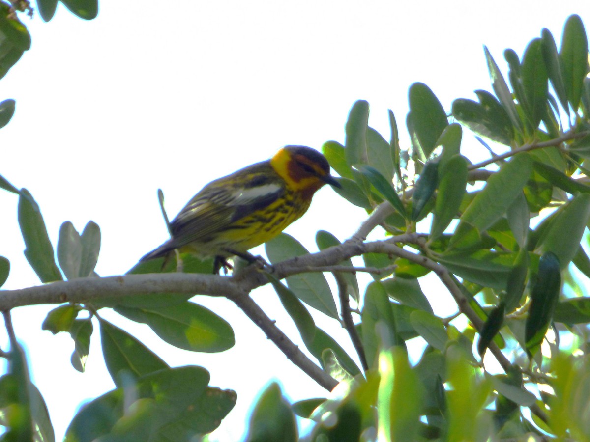 Cape May Warbler - ML618168401