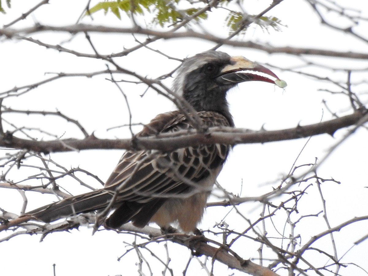 African Gray Hornbill - Clare Mateke