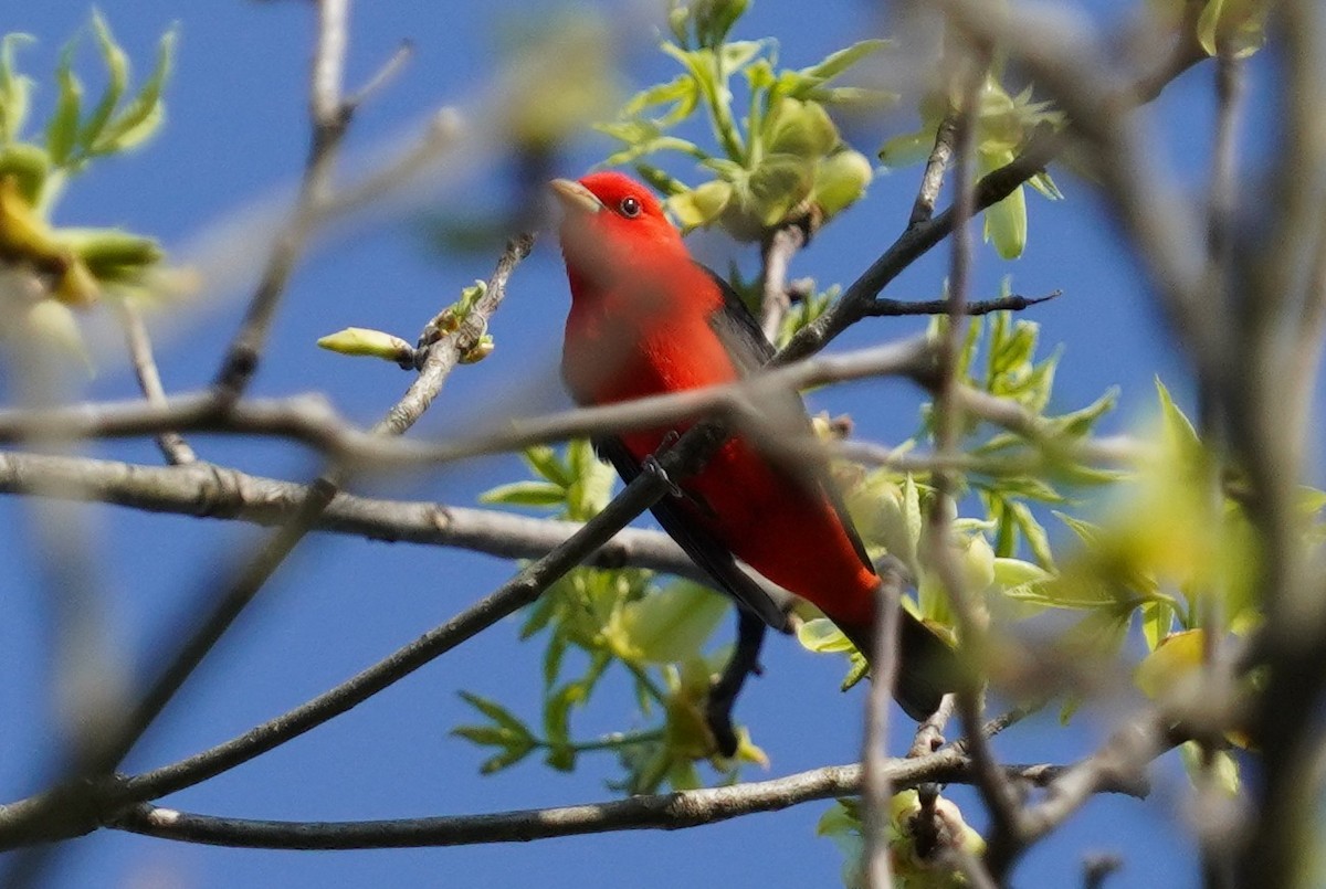 Scarlet Tanager - ML618168445