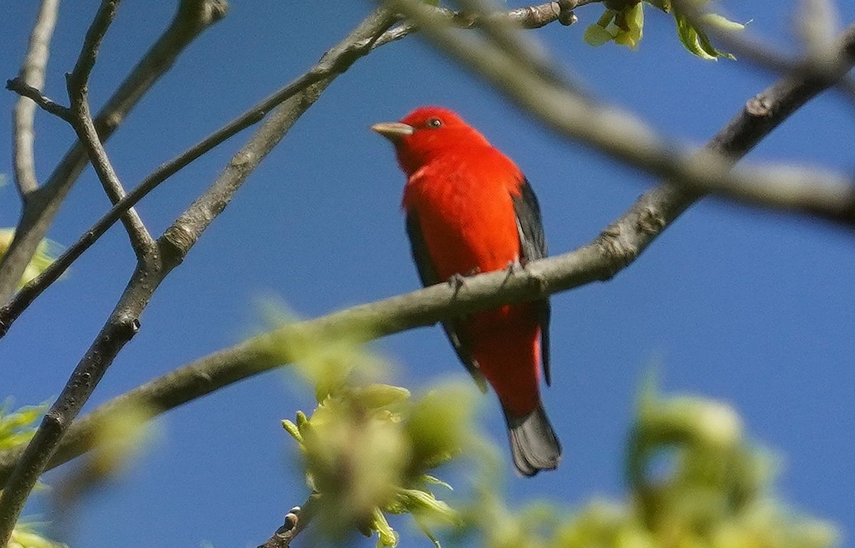 Scarlet Tanager - ML618168457