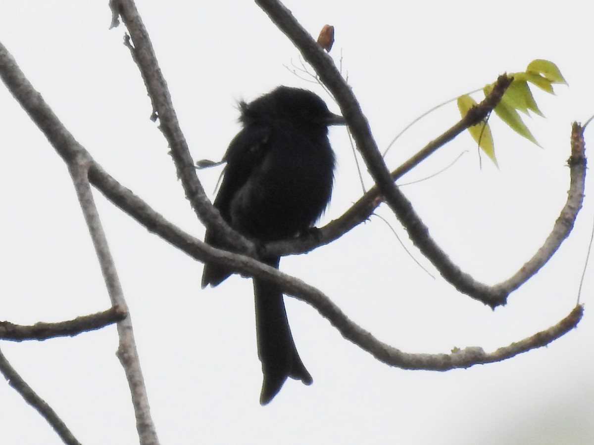 Fork-tailed Drongo - ML618168458