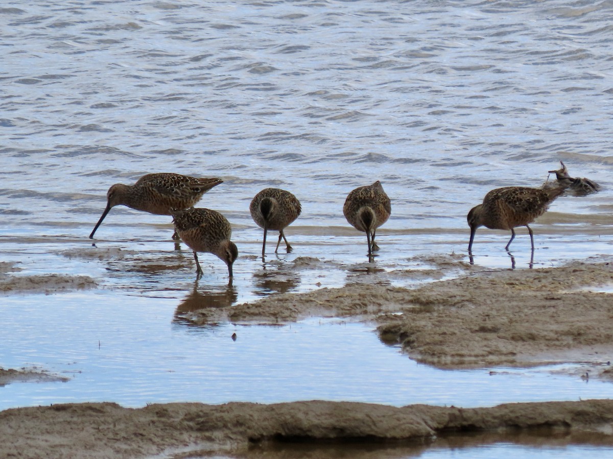 Long-billed Dowitcher - ML618168467