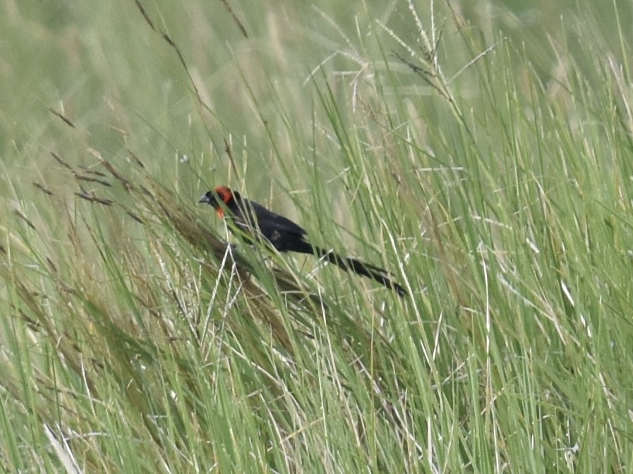 Red-cowled Widowbird - ML618168484