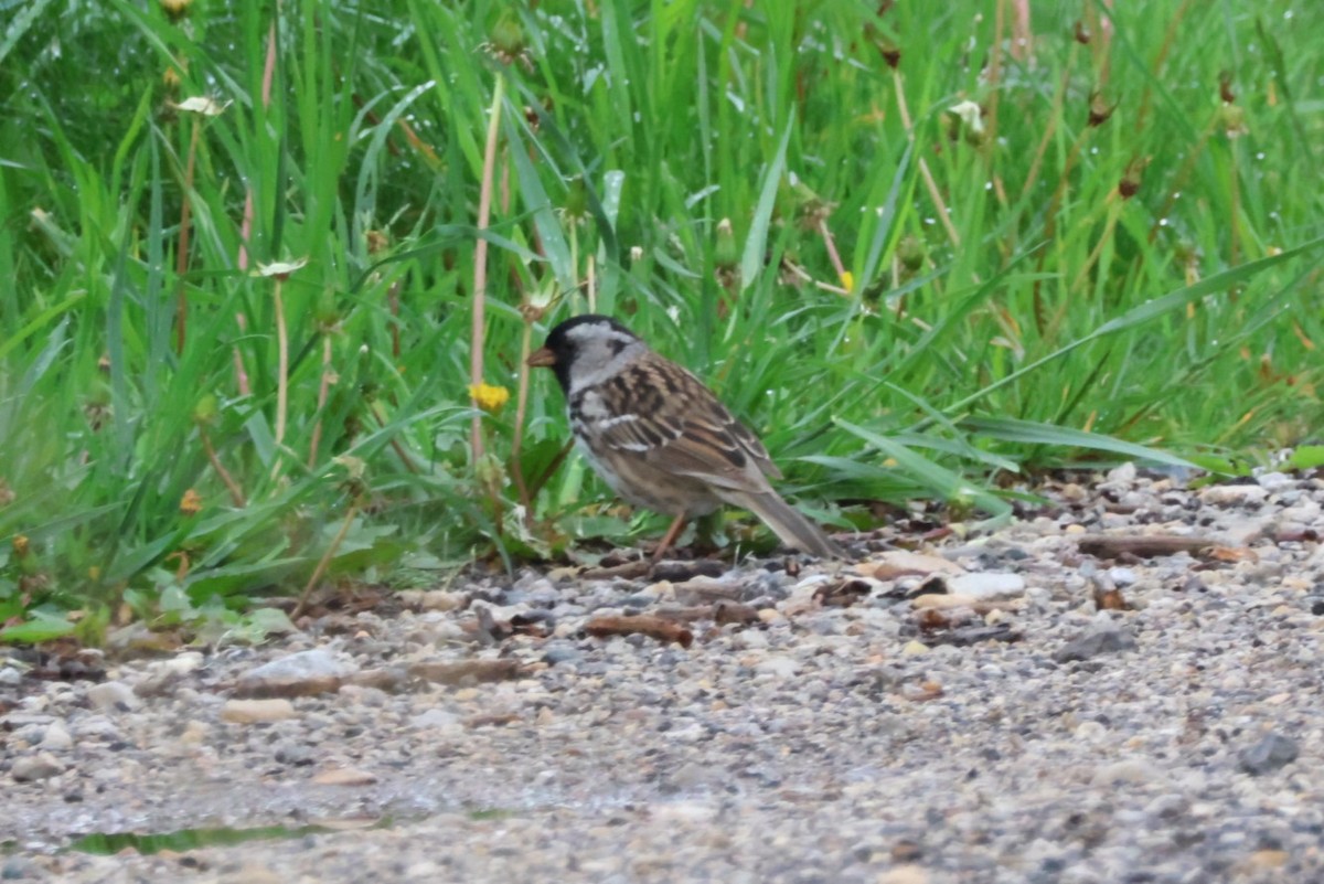 Harris's Sparrow - ML618168503
