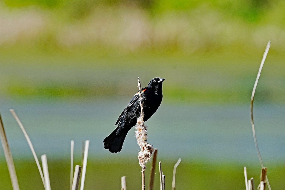 Red-winged Blackbird - leonard blass