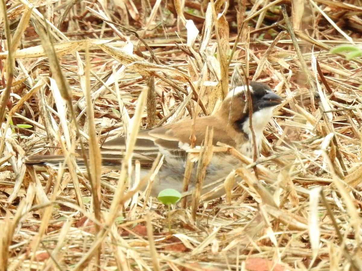White-browed Sparrow-Weaver - Clare Mateke