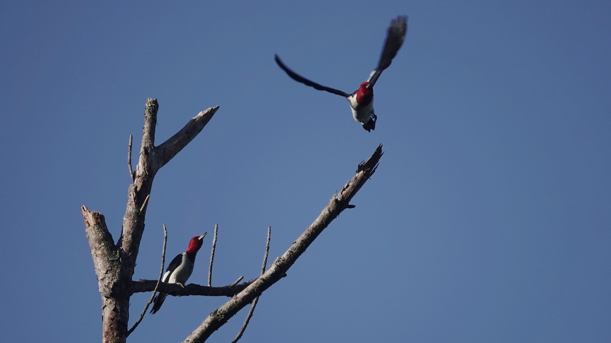 Red-headed Woodpecker - ML618168596