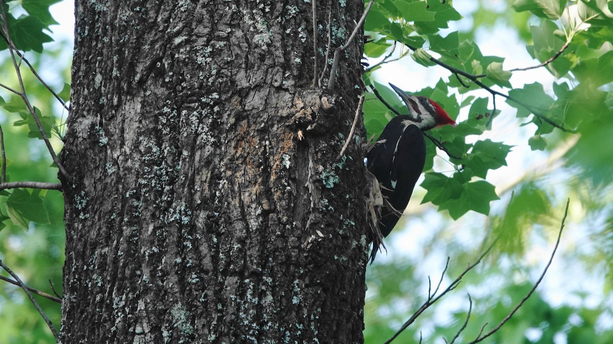 Pileated Woodpecker - Barry Day
