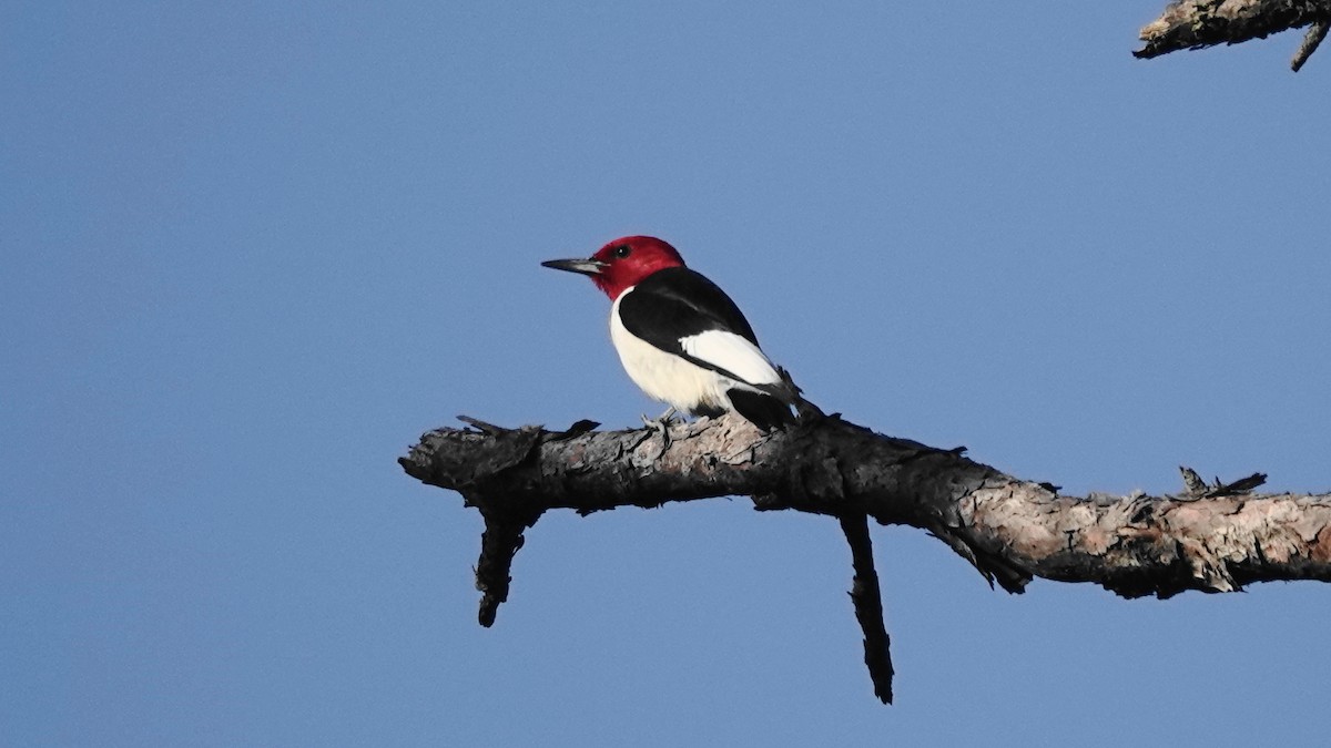 Red-headed Woodpecker - Barry Day