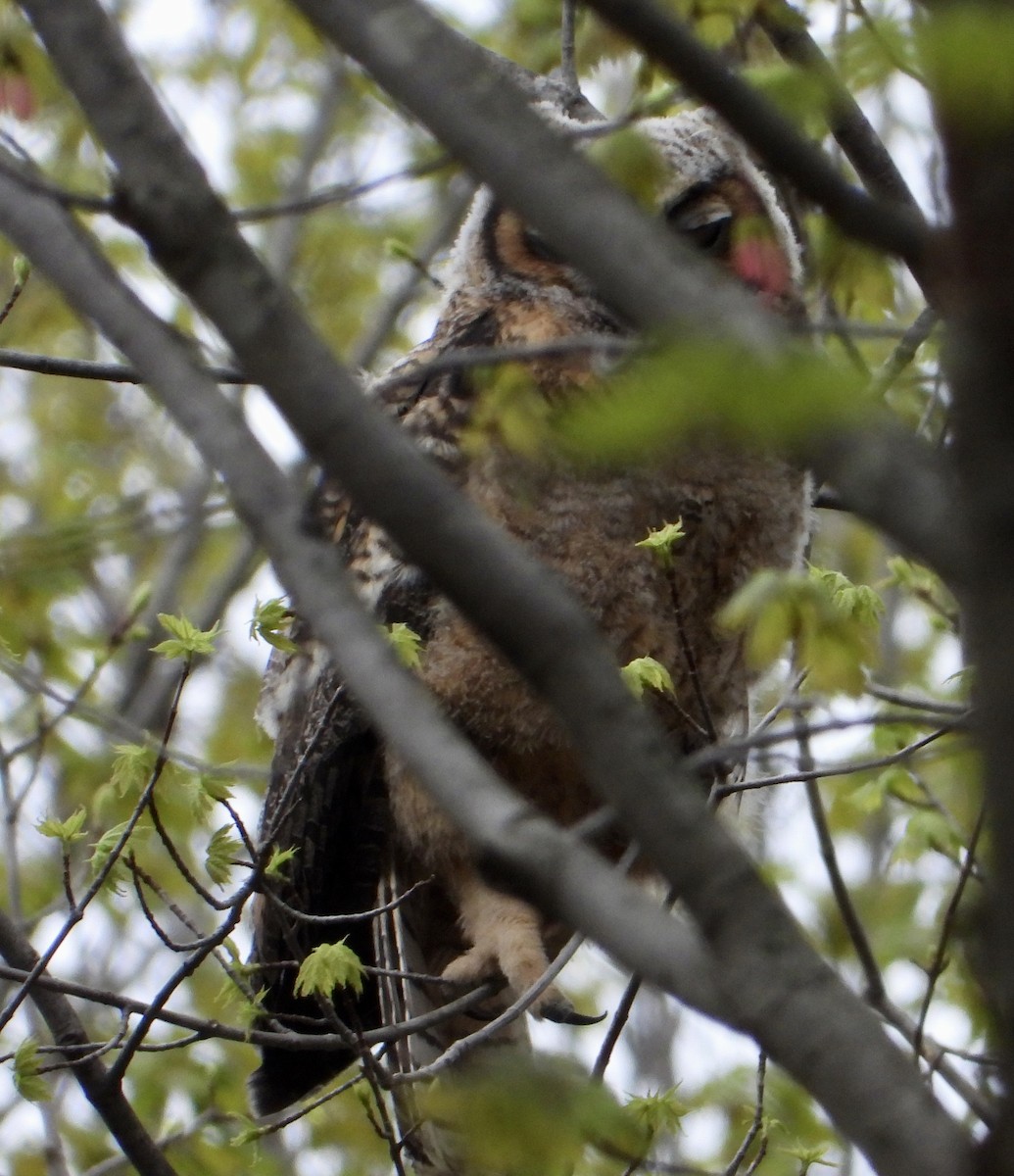 Great Horned Owl - ML618168629