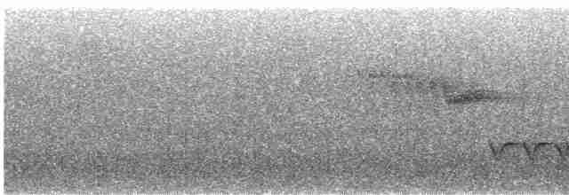 White-breasted Wood-Wren (Black-capped) - ML618168643
