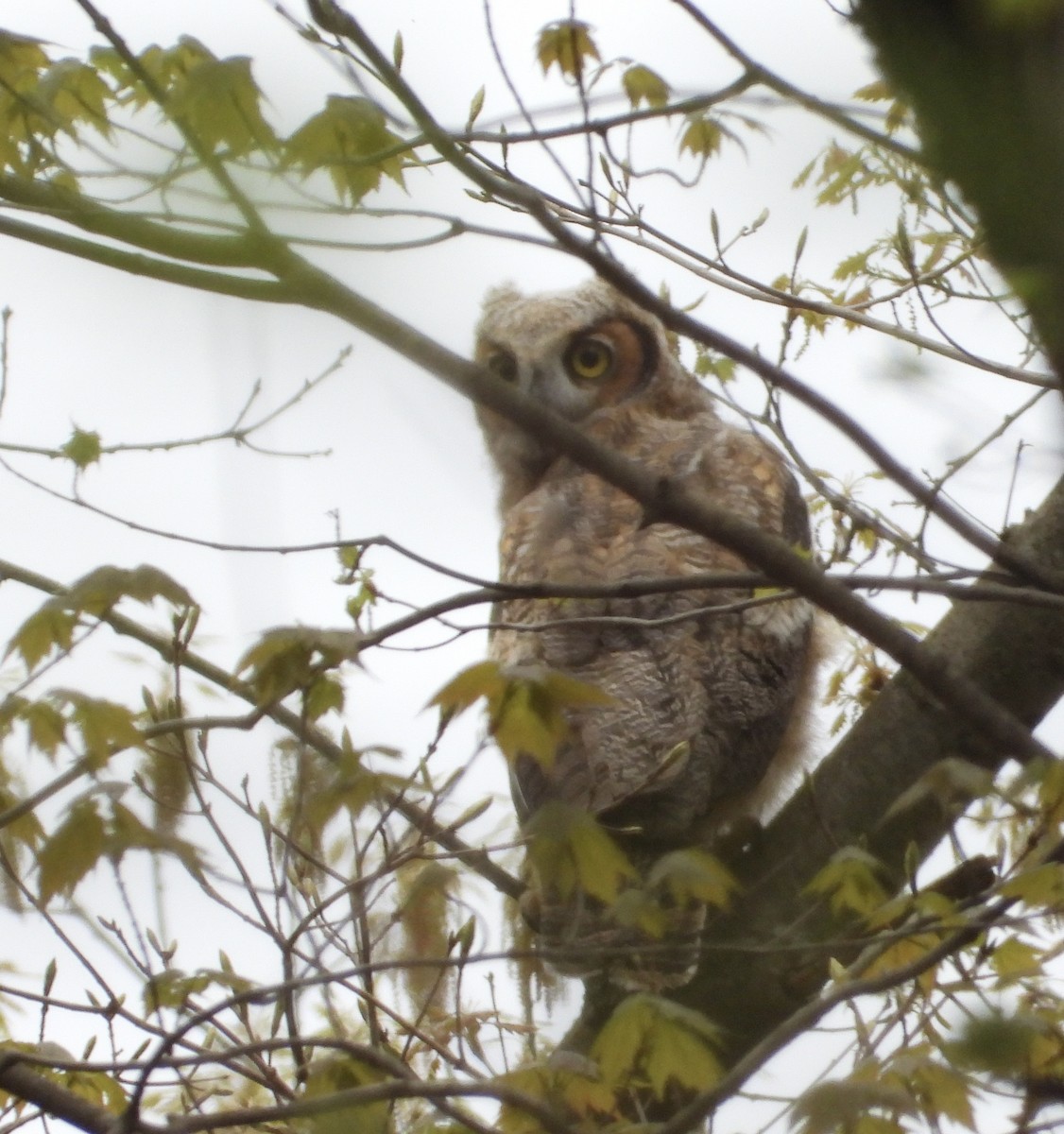 Great Horned Owl - ML618168653