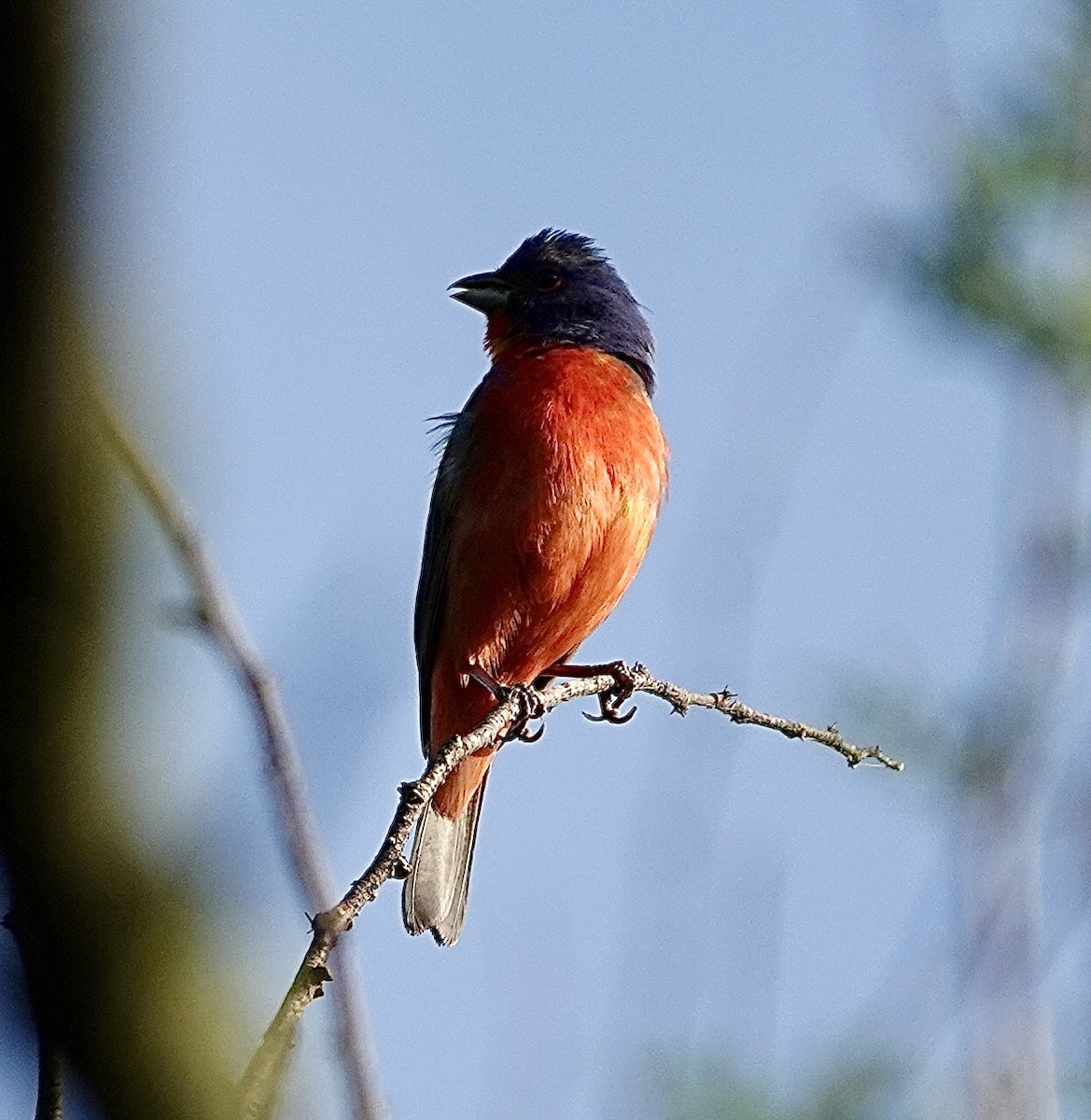Painted Bunting - ML618168675
