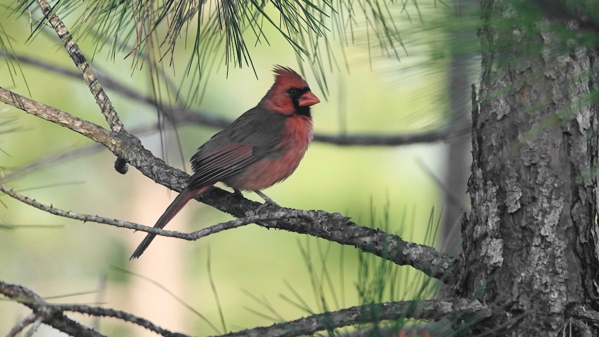Northern Cardinal - Barry Day