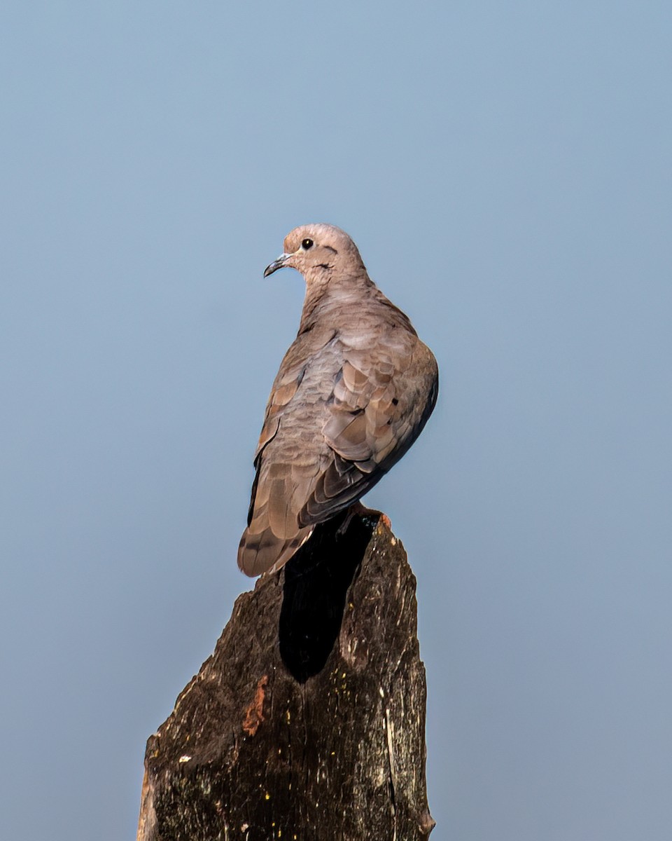 Eared Dove - Victor Pássaro