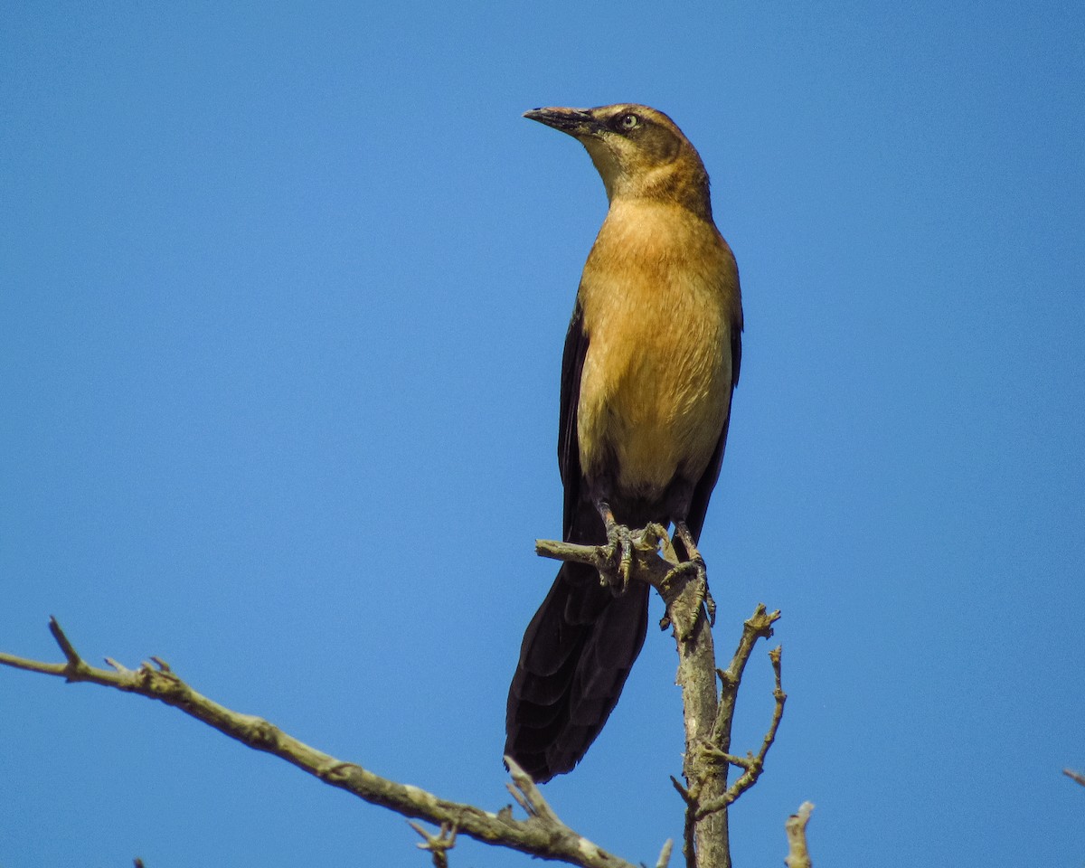Great-tailed Grackle - ML618168735