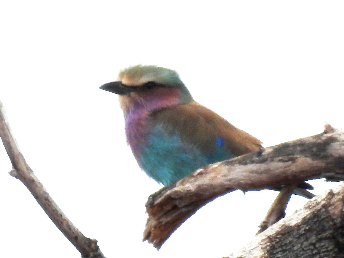 Lilac-breasted Roller - Clare Mateke
