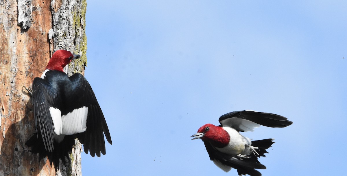 Red-headed Woodpecker - ML618168779