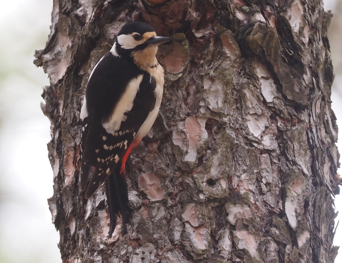 Great Spotted Woodpecker (Canarian) - ML618168787