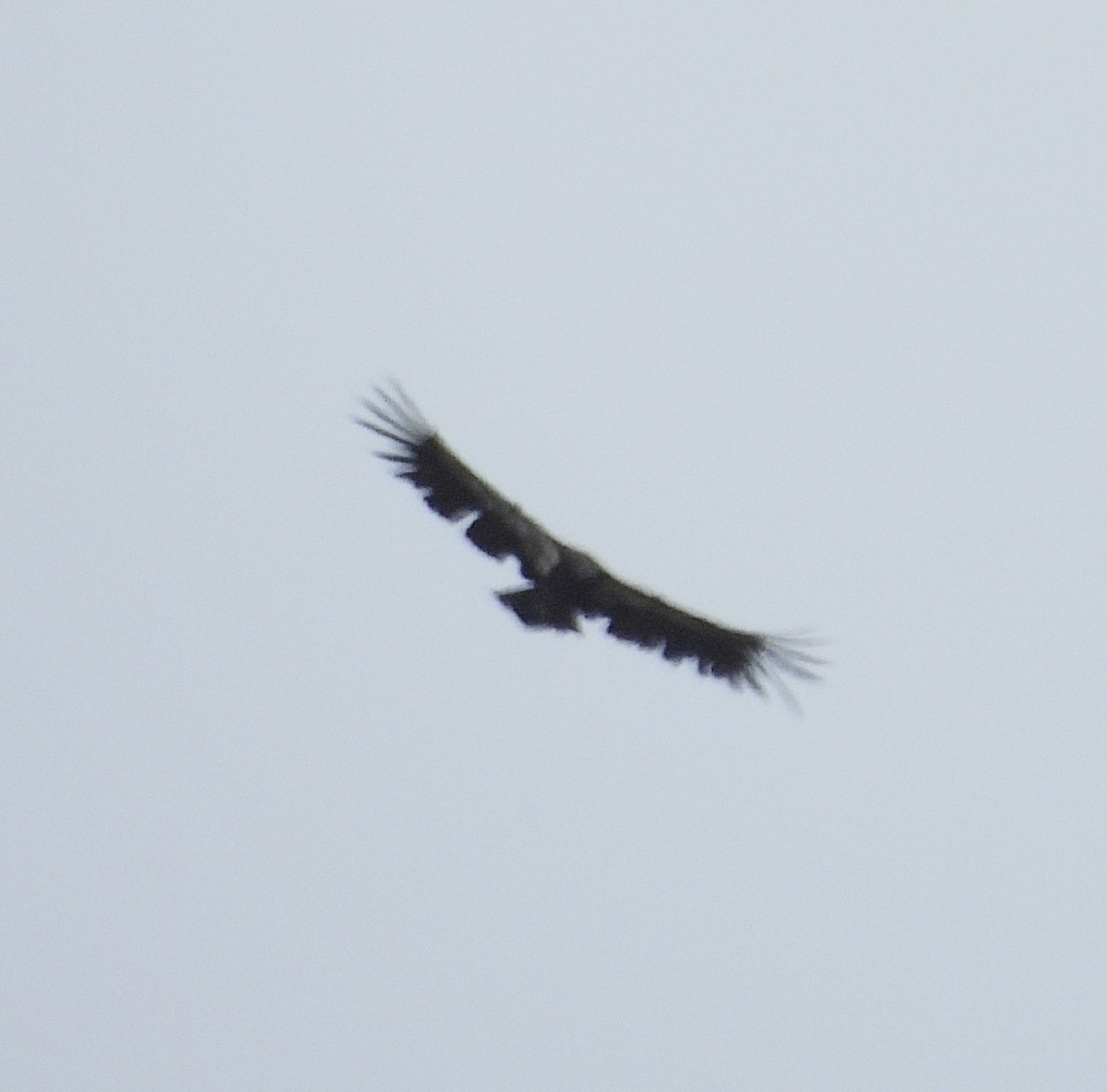 California Condor - ML618168790