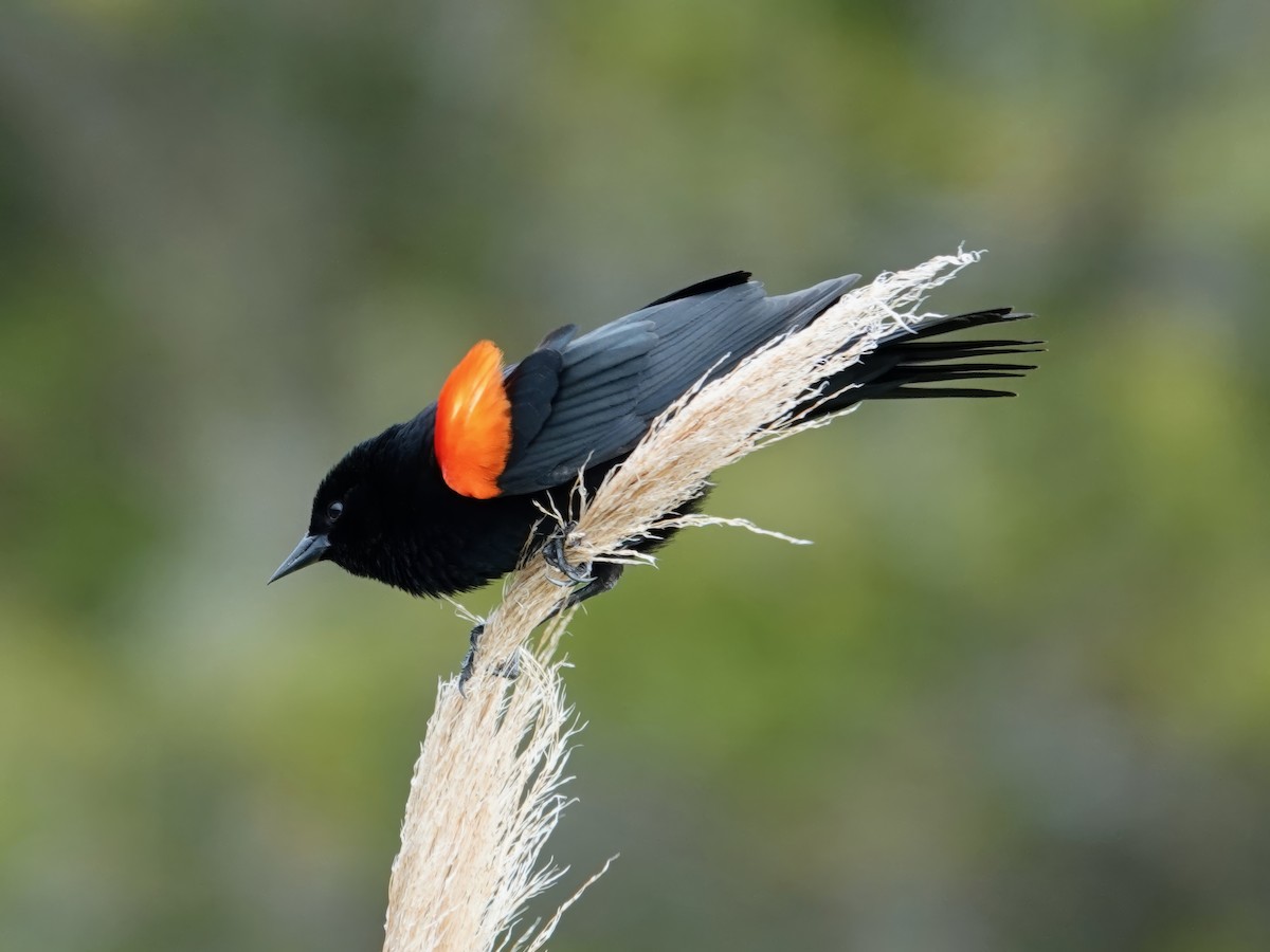 Red-winged Blackbird (California Bicolored) - ML618168804