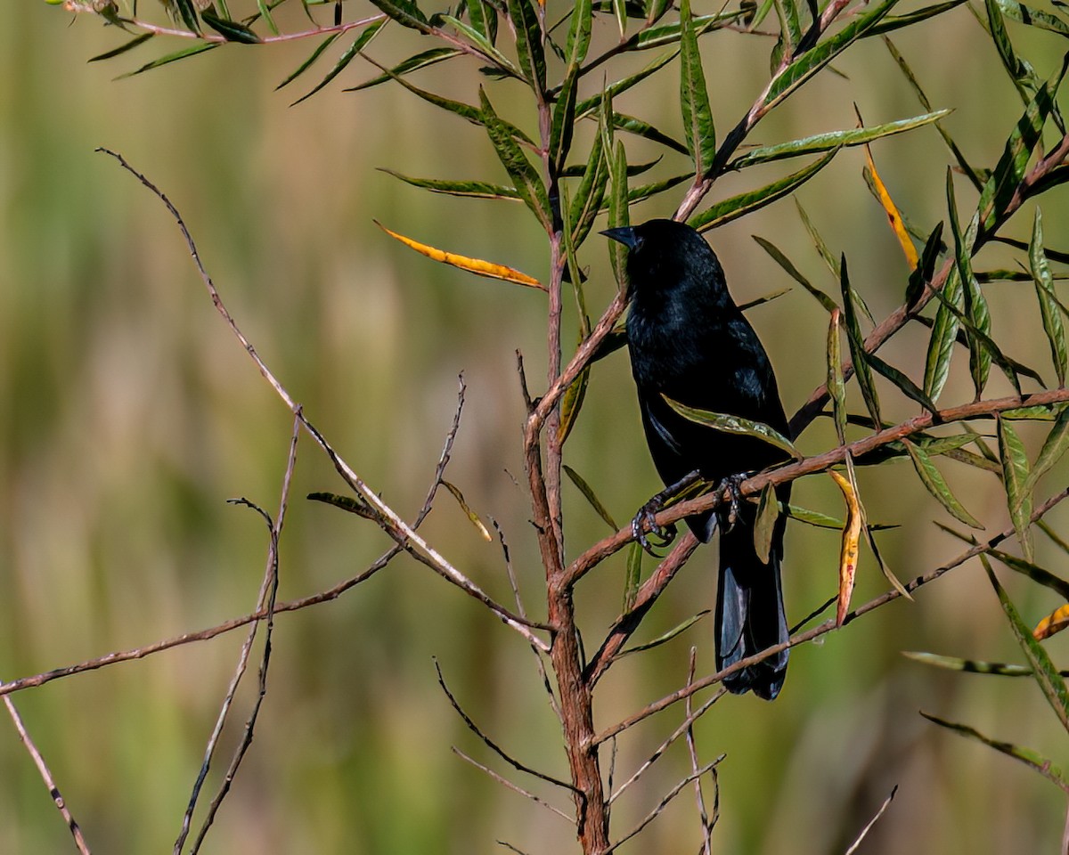 Unicolored Blackbird - ML618168811
