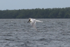 Common Tern - ML618168869