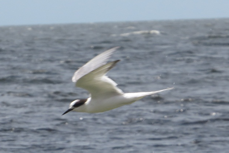 Common Tern - ML618168870