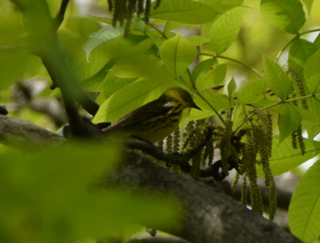 Cape May Warbler - ML618168875
