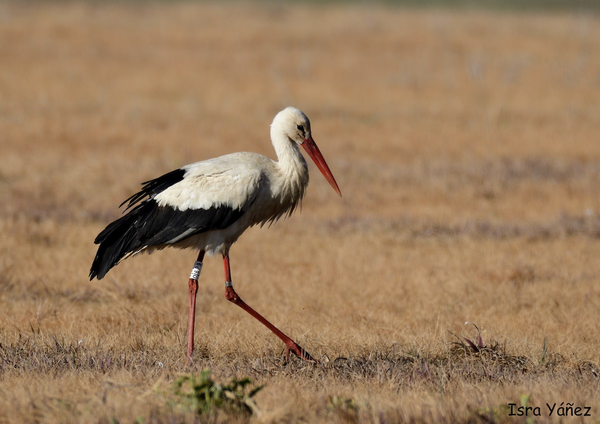 White Stork - Isra Yáñez